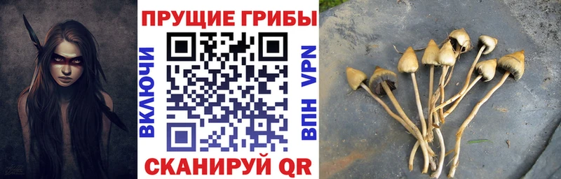 Галлюциногенные грибы Psilocybe  где можно купить   кракен маркетплейс  Чишмы 